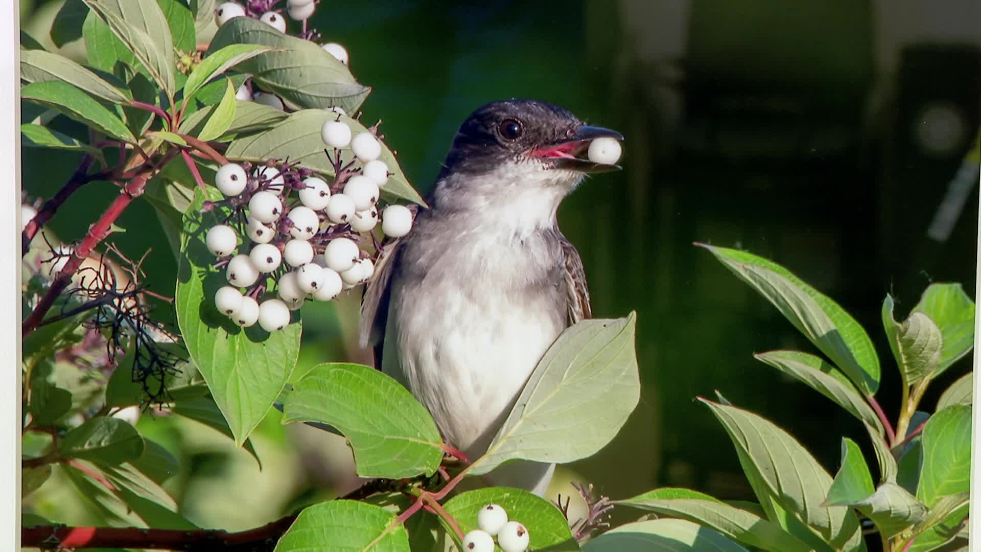 Keeping Up With Dave 11-8-25